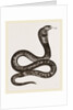 Egyptian Cobra by Anonymous