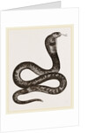 Egyptian Cobra by Anonymous