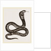 Egyptian Cobra by Anonymous