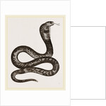 Egyptian Cobra by Anonymous