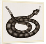 Rattlesnake by Anonymous