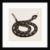 Rattlesnake by Anonymous
