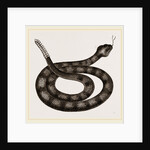Rattlesnake by Anonymous