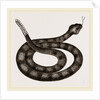 Rattlesnake by Anonymous