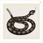 Rattlesnake by Anonymous