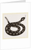 Rattlesnake by Anonymous