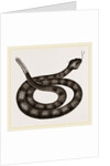 Rattlesnake by Anonymous