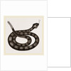 Rattlesnake by Anonymous