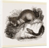 Rattlesnake and Opossum by Anonymous