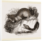 Rattlesnake and Opossum by Anonymous
