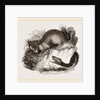 Rattlesnake and Opossum by Anonymous