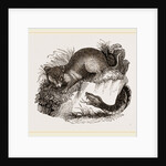 Rattlesnake and Opossum by Anonymous