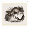 Rattlesnake and Opossum by Anonymous