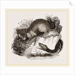 Rattlesnake and Opossum by Anonymous