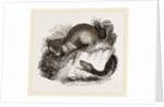 Rattlesnake and Opossum by Anonymous