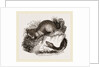 Rattlesnake and Opossum by Anonymous