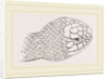 Head of Brown's Acanthophis by Anonymous