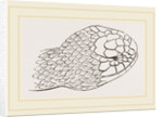 Head of Brown's Acanthophis by Anonymous