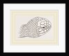 Head of Brown's Acanthophis by Anonymous