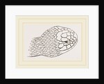 Head of Brown's Acanthophis by Anonymous