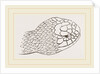 Head of Brown's Acanthophis by Anonymous