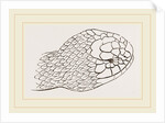 Head of Brown's Acanthophis by Anonymous
