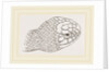 Head of Brown's Acanthophis by Anonymous