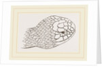 Head of Brown's Acanthophis by Anonymous