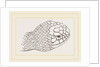 Head of Brown's Acanthophis by Anonymous