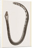 Bicoloured Sea-Snake by Anonymous