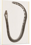 Bicoloured Sea-Snake by Anonymous