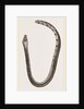 Bicoloured Sea-Snake by Anonymous