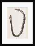 Bicoloured Sea-Snake by Anonymous