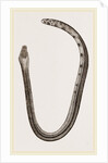 Bicoloured Sea-Snake by Anonymous
