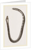 Bicoloured Sea-Snake by Anonymous