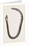 Bicoloured Sea-Snake by Anonymous