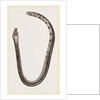 Bicoloured Sea-Snake by Anonymous