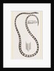 Banded Sea-Snake by Anonymous