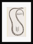 Banded Sea-Snake by Anonymous