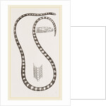 Banded Sea-Snake by Anonymous