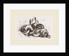 Snakes aroused from hybernation by Anonymous