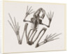 Skeleton of Common Frog by Anonymous