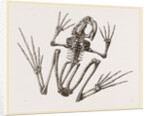 Skeleton of Common Frog by Anonymous