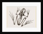Skeleton of Common Frog by Anonymous