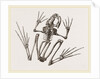 Skeleton of Common Frog by Anonymous