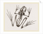 Skeleton of Common Frog by Anonymous