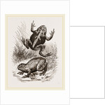 Painted Frogs by Anonymous