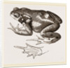 Common Toad by Anonymous