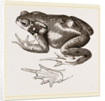 Common Toad by Anonymous