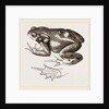 Common Toad by Anonymous
